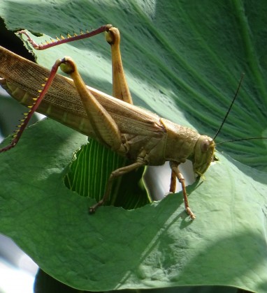 Ubud Grasshopper Bev Dunbar The Gilded Image