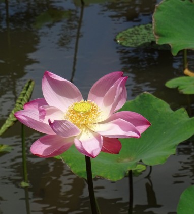 Ubud Lotus Grandeur Bev Dunbar The Gilded Image