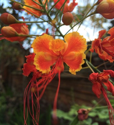 Ubud Orange Flower Bev Dunbar The Gilded Image