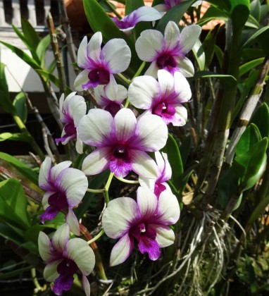 Ubud Orchids Bev Dunbar The Gilded Image