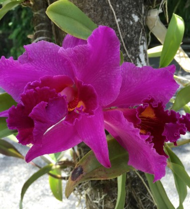 Ubud Purple Orchid ARMA Bev Dunbar The Gilded Image