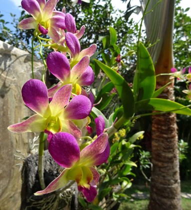 Ubud orchid Bev Dunbar The Gilded Image