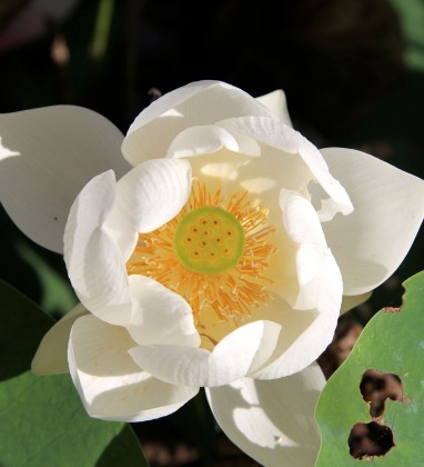 White Lotus Ubud Bev Dunbar The Gilded Image