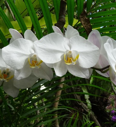 White Orchids Ubud Bev Dunbar The Gilded Image