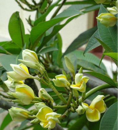 Yellow Frangipani Flowers Seminyak Bev Dunbar The Gilded Image