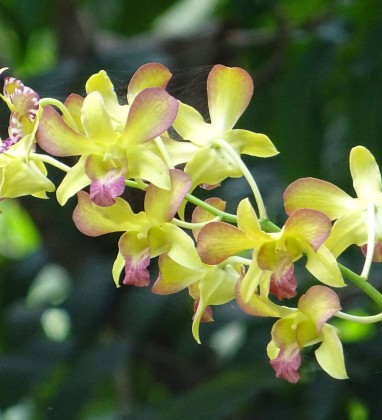 Yellow Orchids Ubud Bev Dunbar The Gilded Image